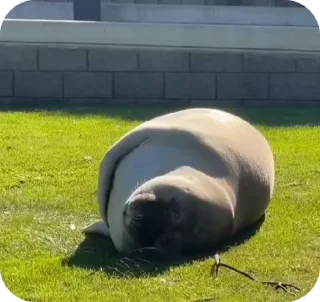 🦭