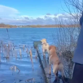 🐩