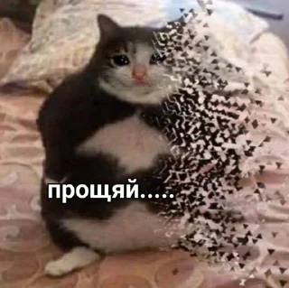 🖐