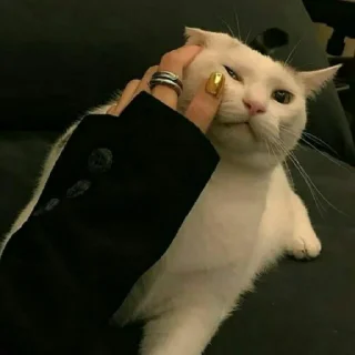 😺