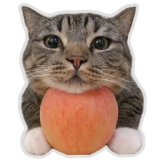 🐱