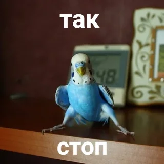 🙅‍♀️