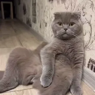 🤩