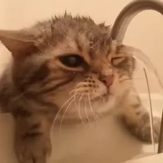 🐾
