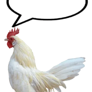 🐓