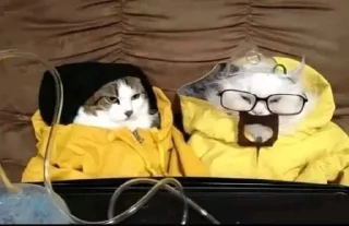 😹
