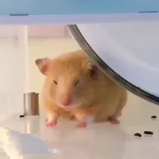 🌟