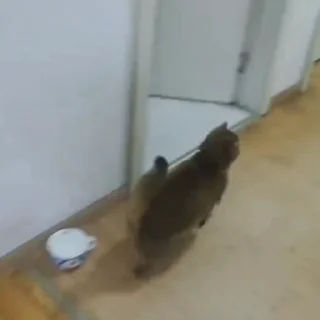 🐈