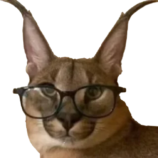 🤓
