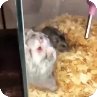 🌟