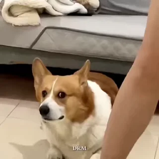 🐾