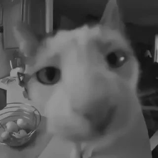 🐈‍⬛️