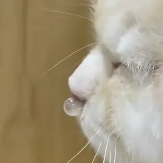 🐈‍⬛️