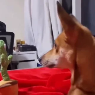 🐩