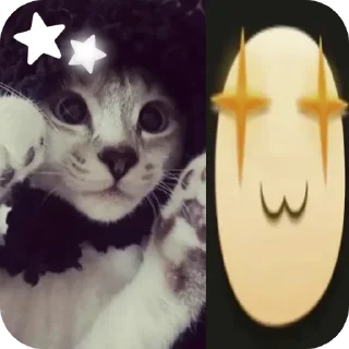 🐱