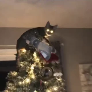 🎄