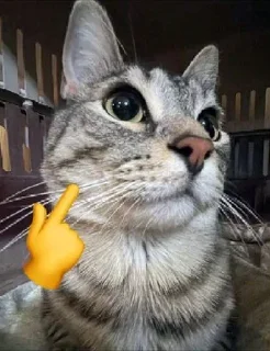 😎