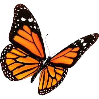 🦋