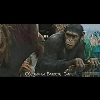 🐒