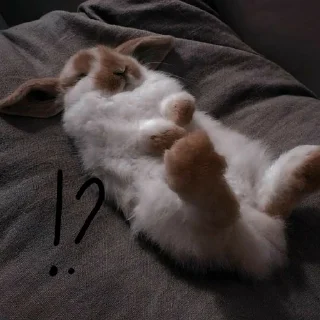🐰