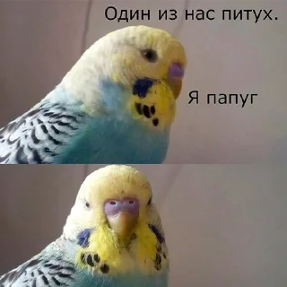 🐓