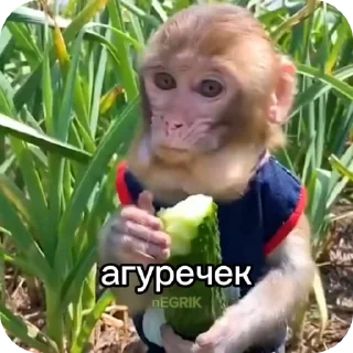 🌟