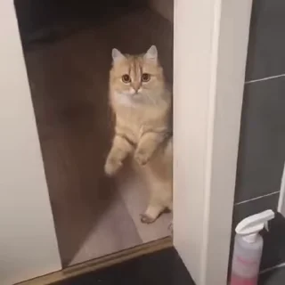 😋
