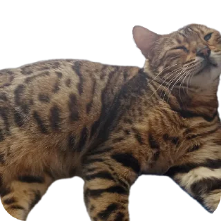 🐱
