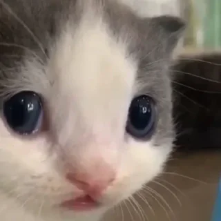 🐈‍⬛
