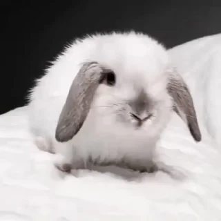🐇