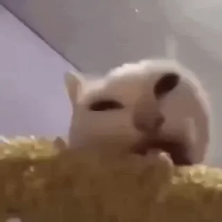 🌽