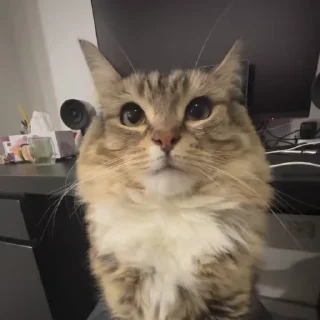 🌟