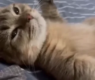 🥺