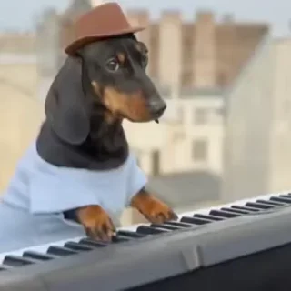 🐶