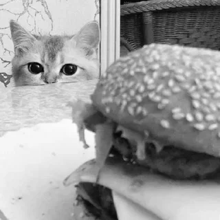 🐈