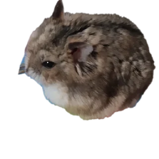 🐱