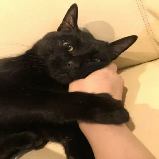 🌚