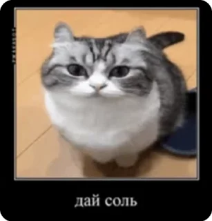 🥺