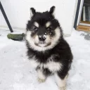 🐶