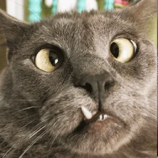 🤪