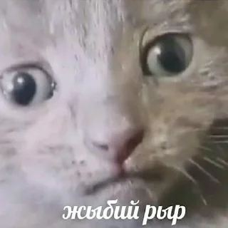 🐶