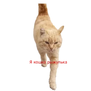 🐱