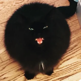 🐈
