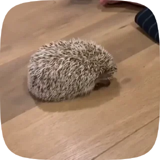 🥺