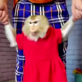 🙉