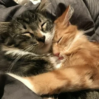 😴