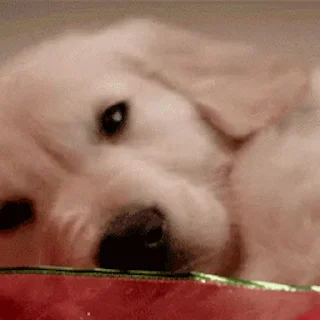 💤