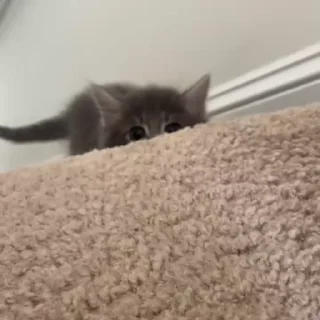 🐈