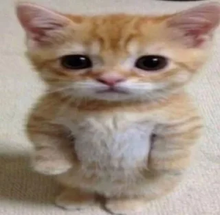 🥺