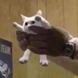 😼